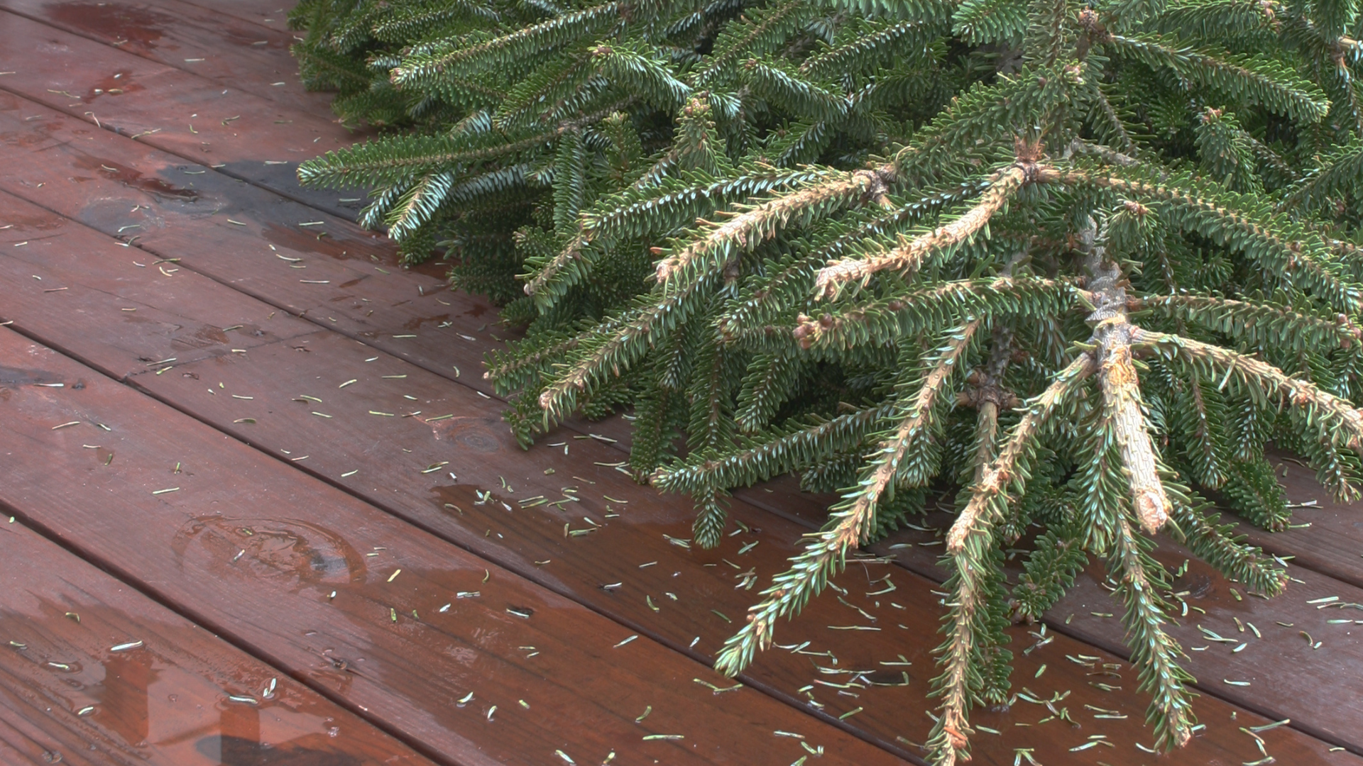 Winston-Salem Christmas tree disposal and collection